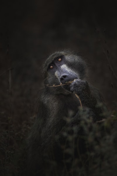 猴子的灰度摄影
